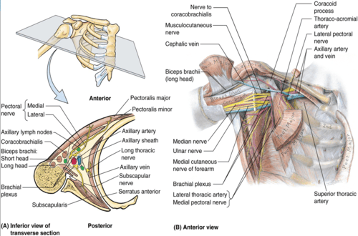 <p>Apex</p><p>Base (axillary fossa)</p><p>Anterior Wall</p><p>Posterior Wall</p><p>Medial Wall</p><p>Lateral Wall</p>