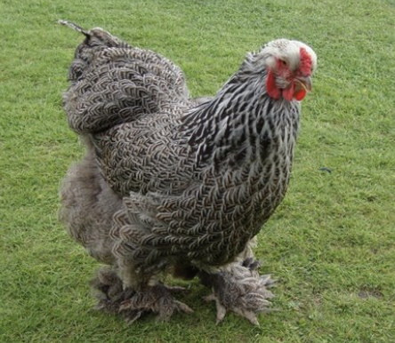 <ul><li><p>three colors: light, dark, buff</p></li><li><p>friendly if raised around people </p></li><li><p>enjoys taking treats from hands </p></li><li><p>around 150 large uniformly brown eggs per year</p></li></ul><p></p><p></p>