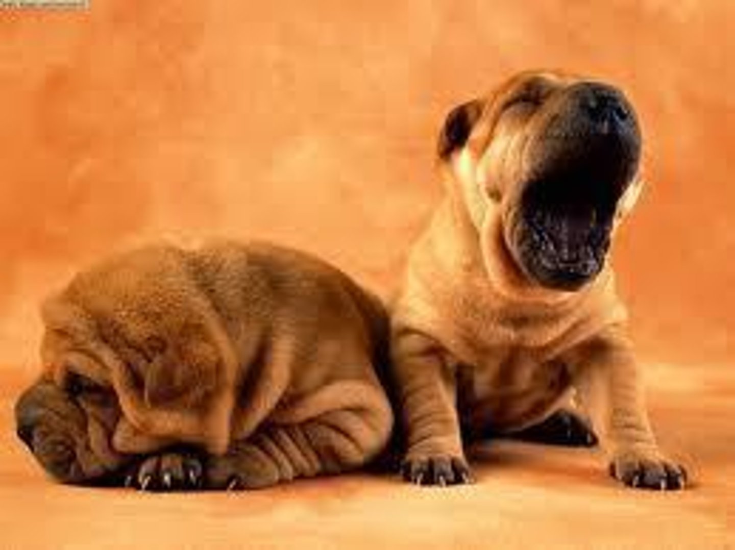 <p>to be tired</p>