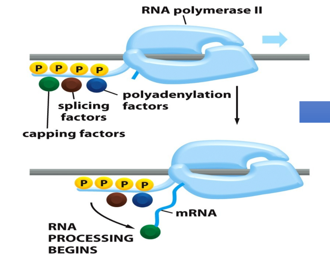 <p>RNA polymerase binds to the promoter region of DNA</p><p>-phosphorylation of RNA polymerase allows RNA processing proteins to assemble on its tail</p><ul><li><p>phosphorylation step dissociates the RNA polymerase II from other proteins present at the start point of transcription</p></li><li><p>it also allows a new set of proteins to associate with the RNA polymerase tail that functions in transcription elongation and pre-mRNA processing</p></li></ul>