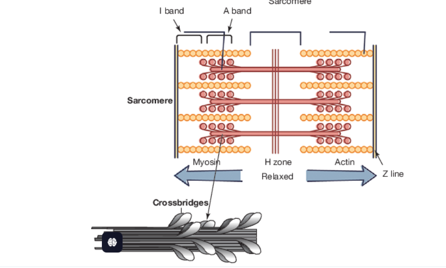 <p>In the presence of calcium, the actin attaches to the myosin</p><p>The myosin then pulls onto the actin and the ‘H’ zone disappears, because the myosin is stronger than the actin</p><p>Then the sarcomere contracts. This causes a translation effect upon all sarcomeres within the muscle, hence causing the muscle to contract.</p>