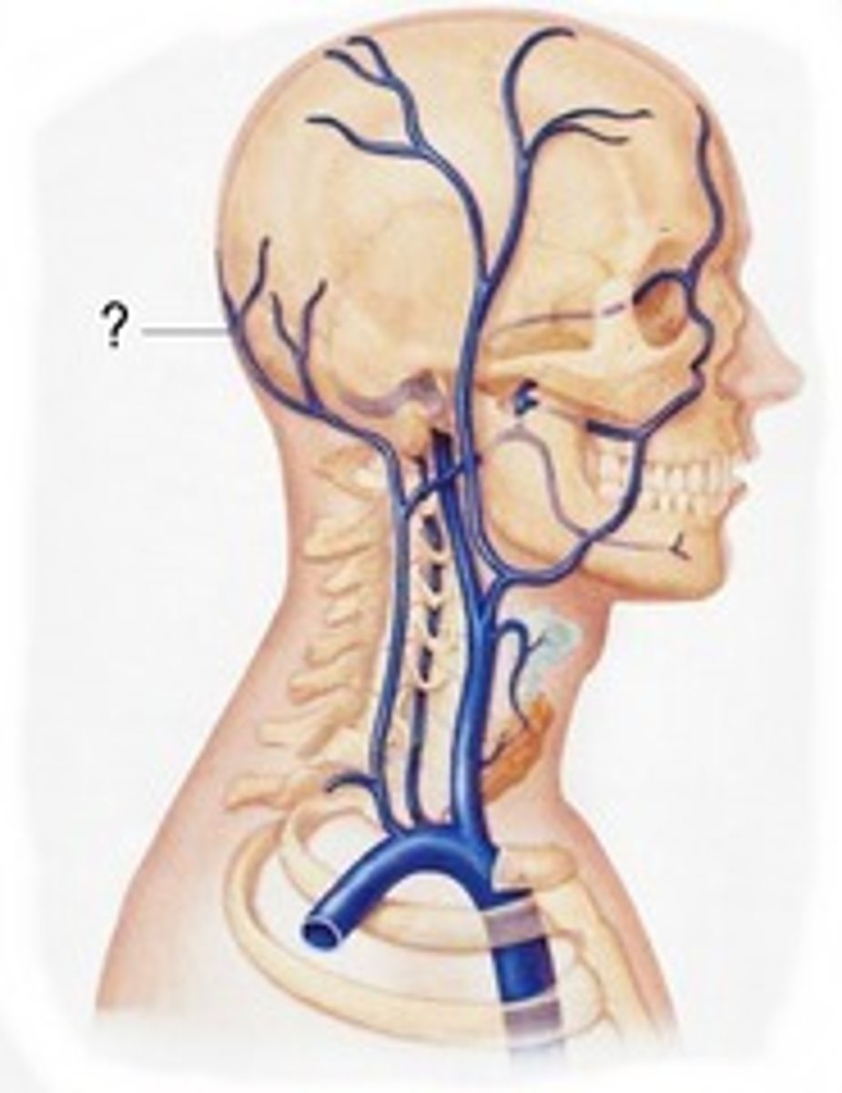 <p>drain occipital region of scalp</p>