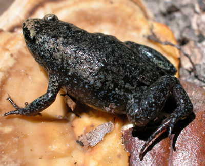 <p>eastern narrow-mouthed toad other info</p>