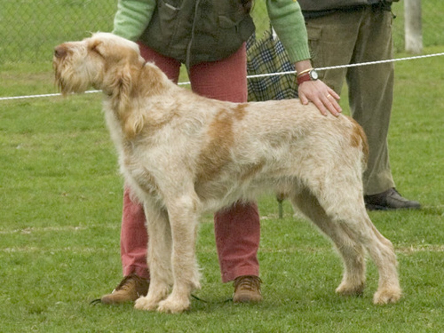 <p>sporting group</p><p>Sociable, docile, patient, can be stubborn, always a character</p>