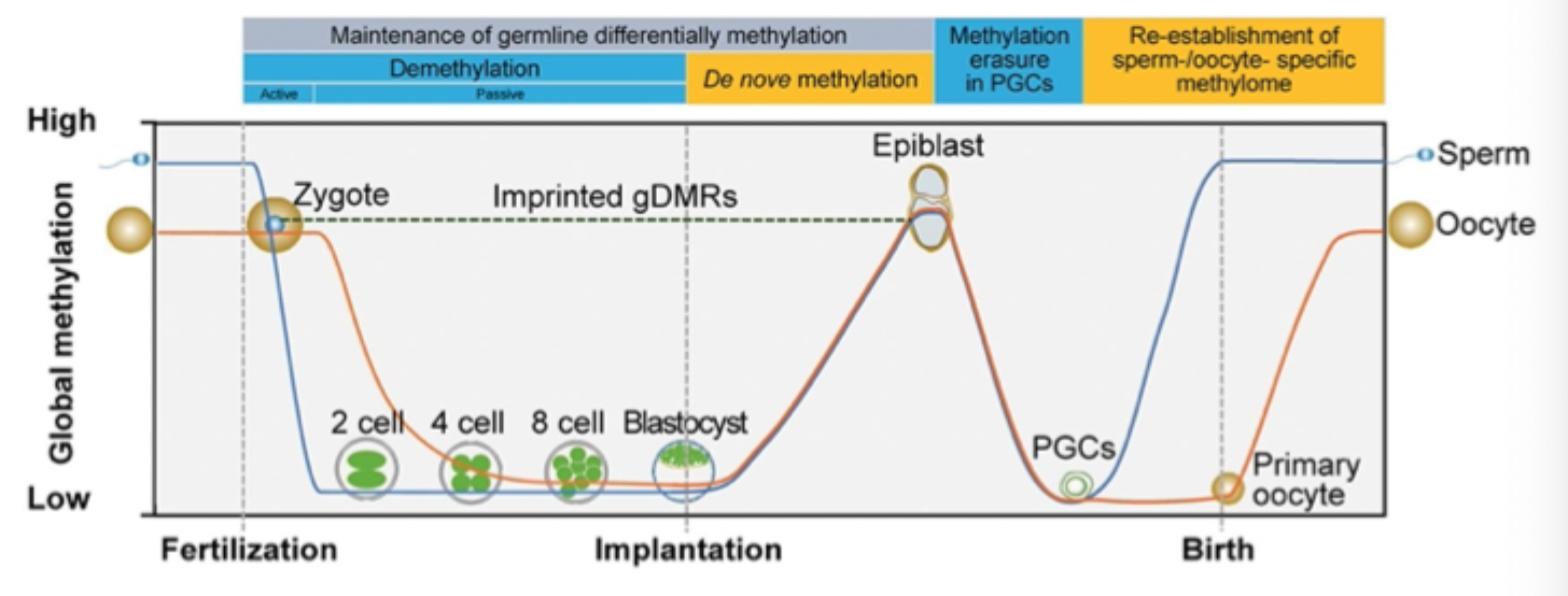 <p>Developmental epigenetic reprogramming during mouse pre- implantation and germ cell development </p>