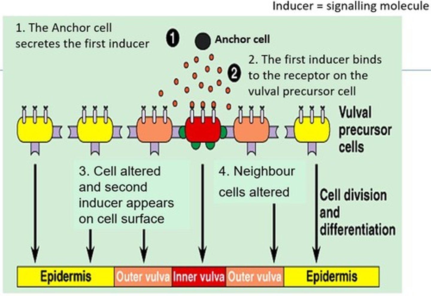 <p>Book: A membrane protein that attaches to other proteins and helps to maintain cell structure and shape.</p><p>My Definition: provides stability or holds objects in place in a cell</p>