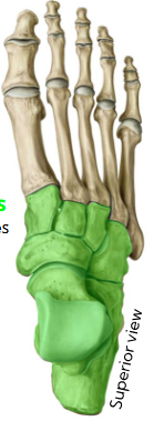 <p>name the type of bone </p>