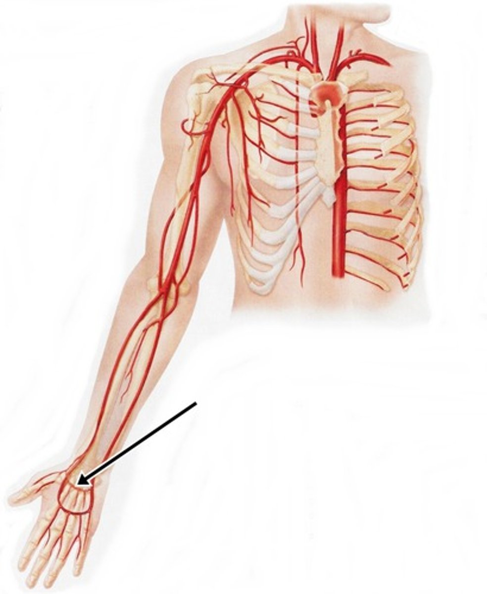 <p>Area supplied: Hand</p><p>Terminal branch: N/A</p><p>Relationship: Arches in the palm over the bases of the metacarpal bones to unite with a branch of the ulnar artery</p>
