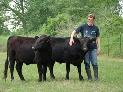 -Originated in IRELAND
-Mainly black but can be red or dun • Small size
-Longevity, early maturity, good temperament
-Known to the Irish as the "Poor man's cattle"