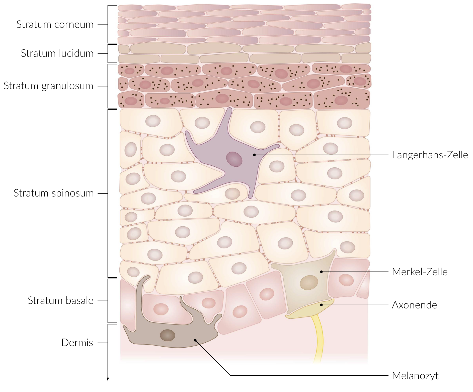 <p>C. Stratum granulosum</p>