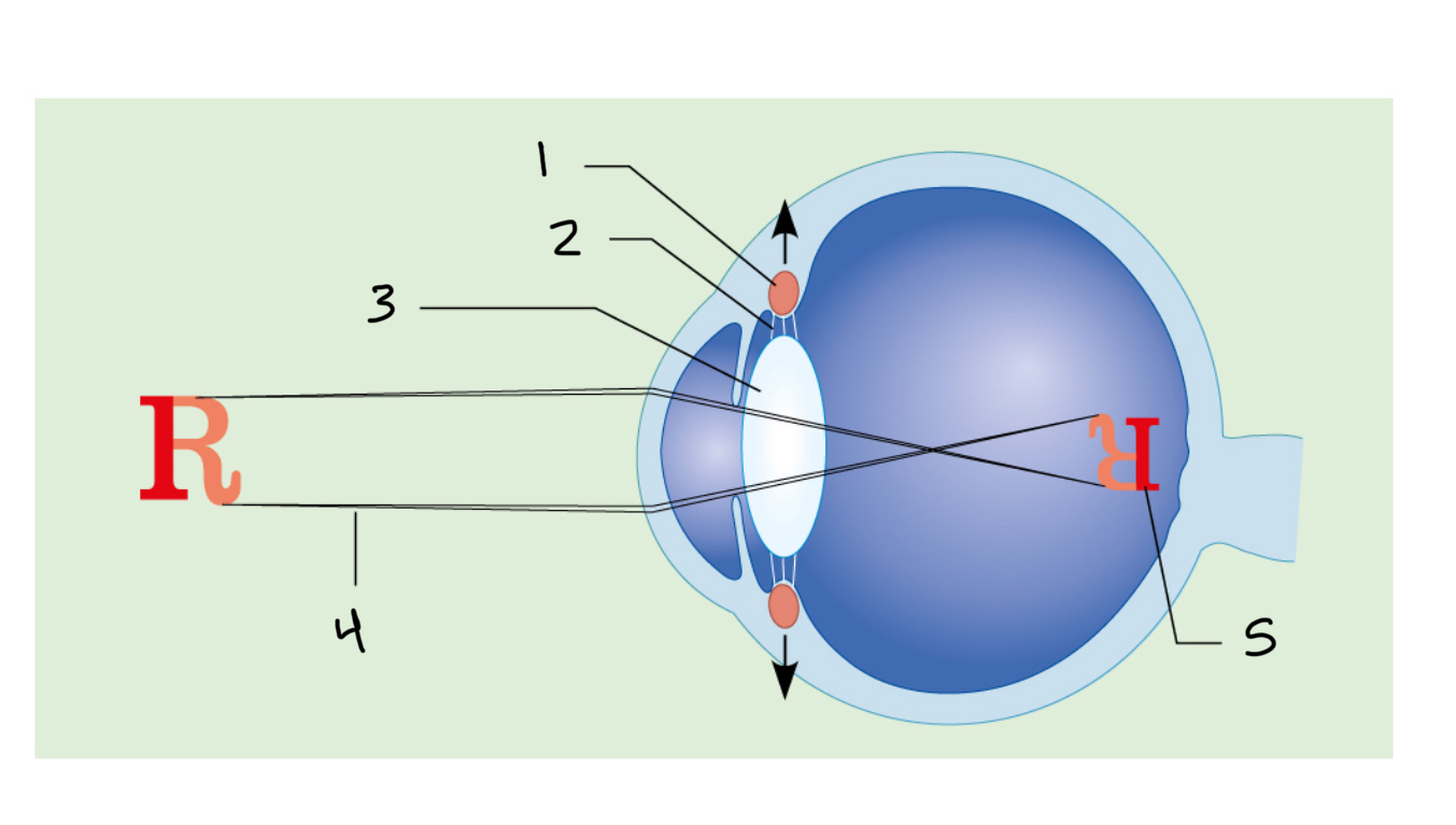 <p>1</p>