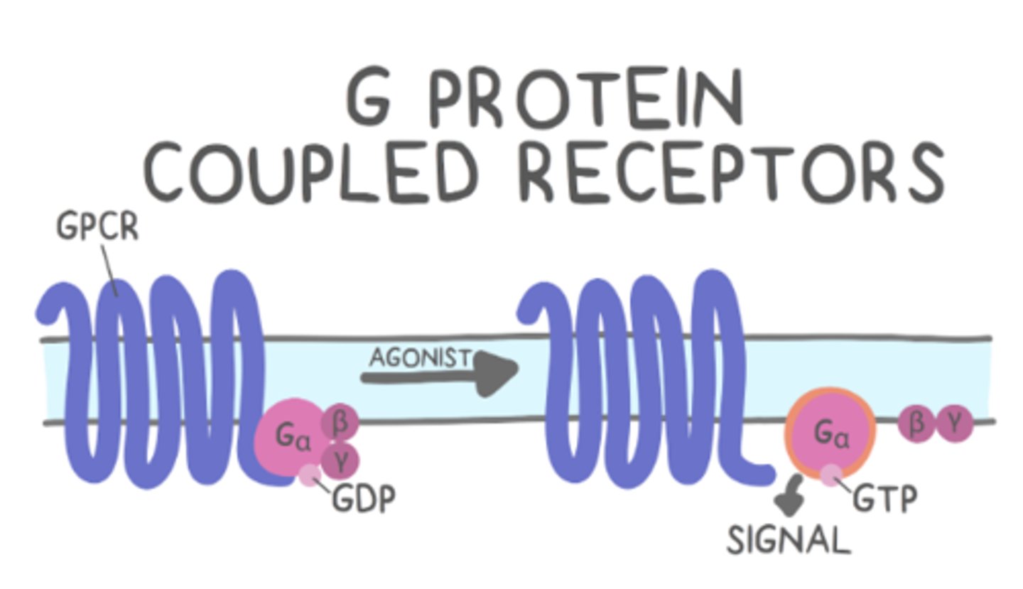 <p>alpha, beta and gamma subunits</p>