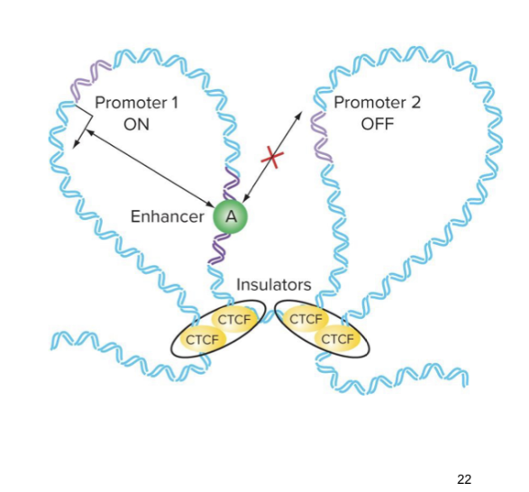 <ul><li><p>regions of dna that bind proteins (eg CTCF) that facilitate dna looping </p></li></ul><p></p>