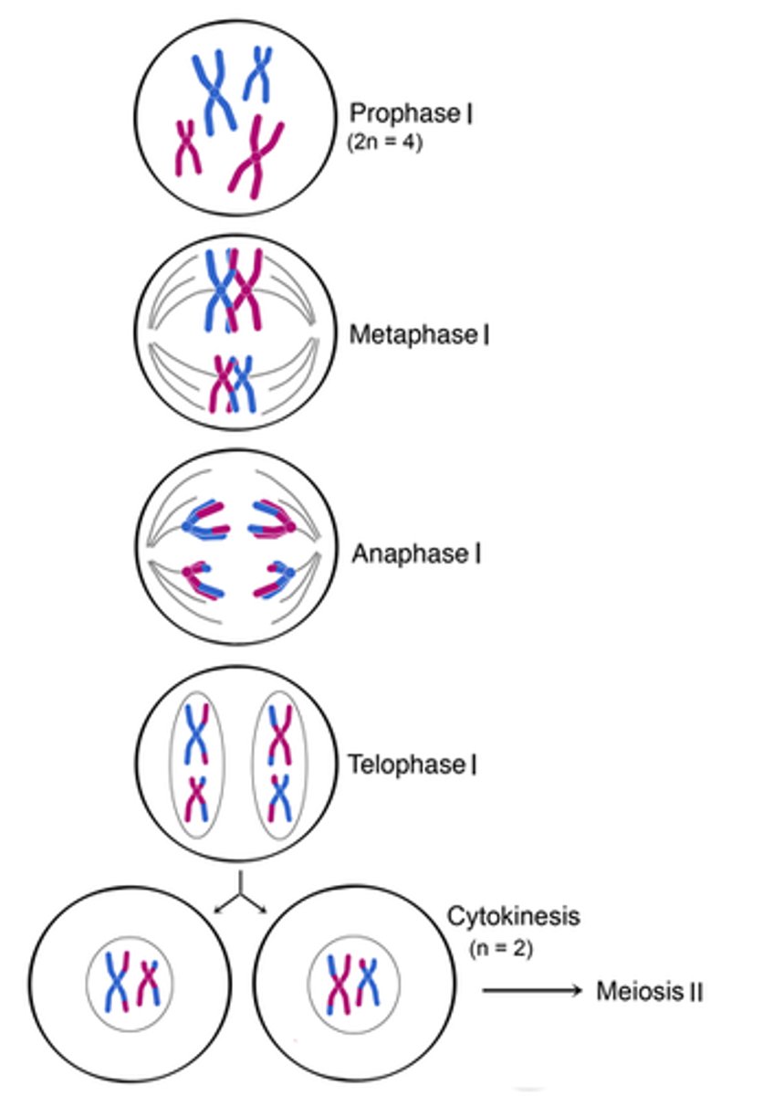 <p>The first division of a two-stage process of cell division in sexually reproducing organisms in which homologous chromosomes undergoing crossing over, independent assortment and ultimately separating into two different cells</p>