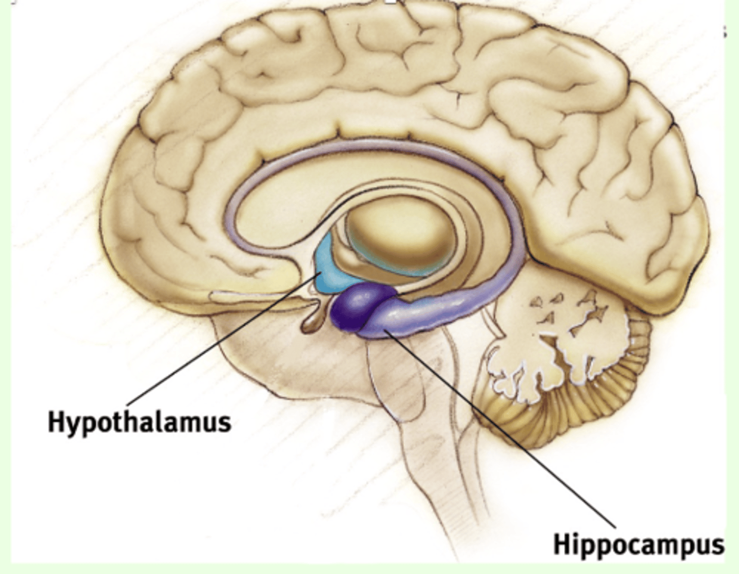 <p>- donut-shaped structure that is important in memory</p><p>- anterior hippocampus, the portion closest to the amygdala, is involved in regulating behavioral inhibition in response to different contexts (PTSD may be linked to abnormal activity in this area)</p><p>- in limbic system</p>