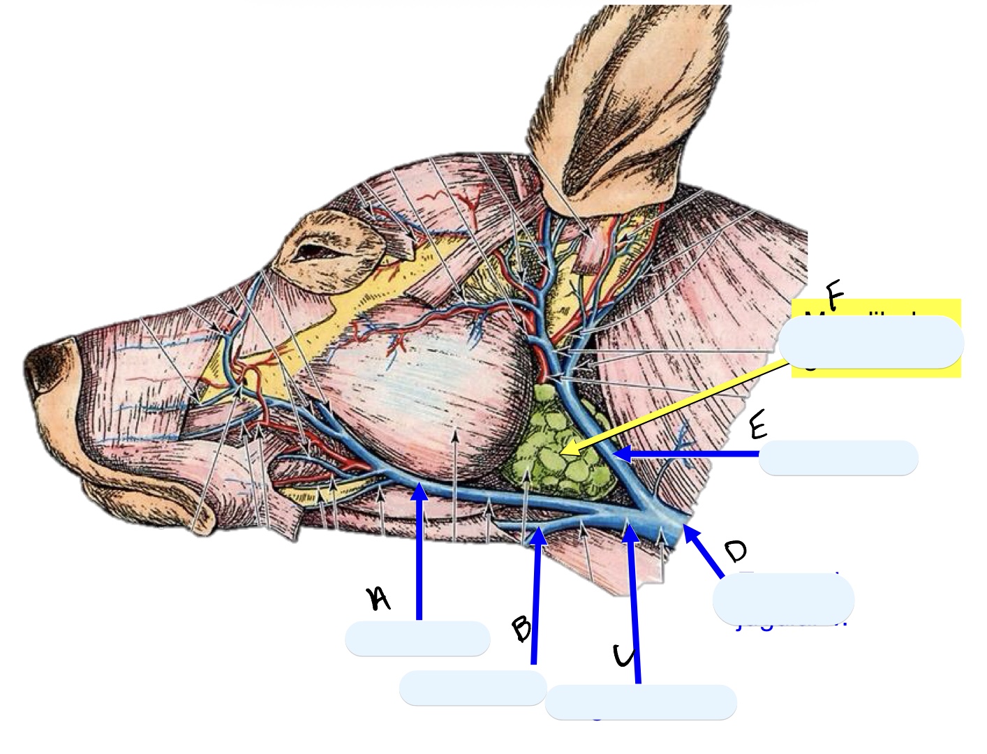 <p>Name the structure(s) indicated by a, b, and c.</p>