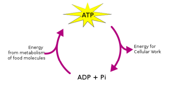 <p>NO! It' is very high energy and unstable.</p>