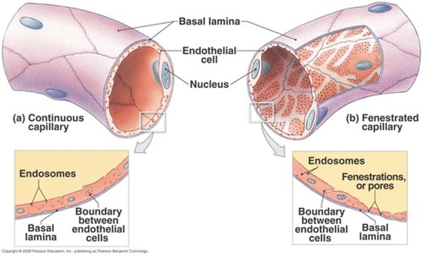 <p>Continuous, fenestrated, and sinusoids.</p>