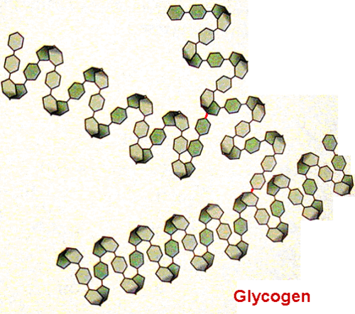 <ul><li><p>branched</p></li><li><p>1,4 glycosidic bonds</p></li><li><p>1,6 glycosidic bonds</p></li><li><p>coils into helix- held together by hydrogen bonds</p></li></ul>