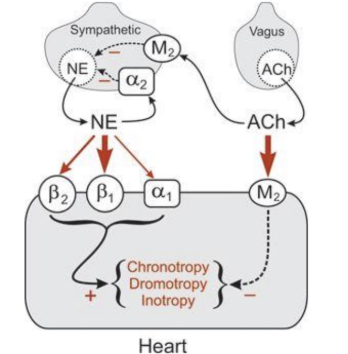 <p>ACH is released from vegas nerves</p><p>NE is released from syapthetic nerves&nbsp;</p><p></p><p>Sympathetic nerves have alpha 2 and M2 receptors. A2 receptors react with NE. M2 receptors react to ACH</p><ul><li><p>these slow down NE production</p></li></ul><p></p><p>Vagus nerves have no receptors (they are found in the cns at the medulla </p><p></p><p>NE reacts with&nbsp;</p><p>A2 (found inthe sympatehtic cellls&nbsp;</p><ul><li><p>cuts down ne productions</p></li></ul><p>A1 ( in the heart cells)</p><ul><li><p>increases sympatheic fucntioing&nbsp;</p></li></ul><p>B1 (highest reception) Heart cells</p><p>B2 (found in the heart ceells)</p><p></p><p>ACH&nbsp;</p><ul><li><p>reacts with M2 receptors in the heart cells for parasympatheticc functining&nbsp;</p></li></ul><p></p>