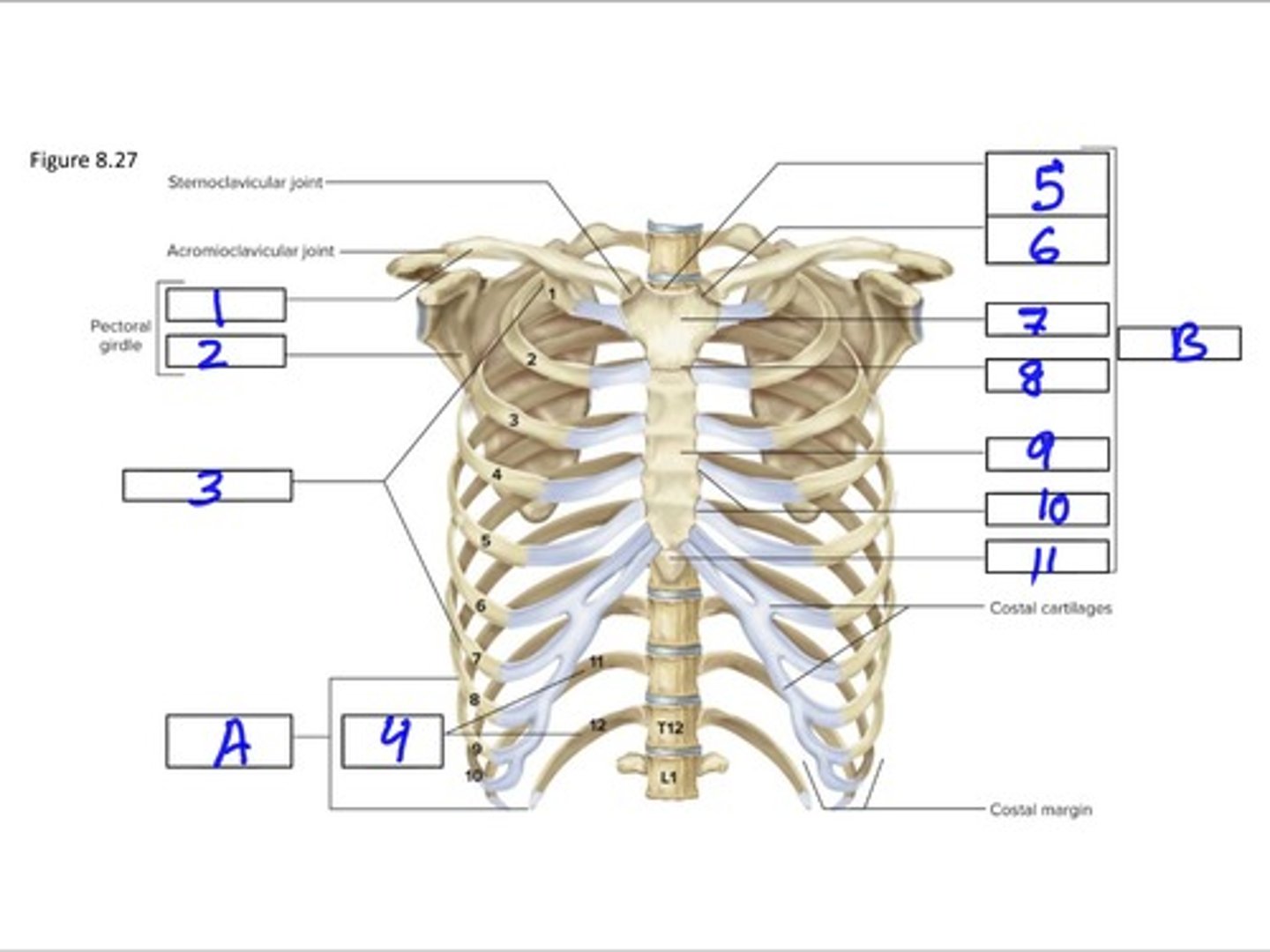 <p>5</p>