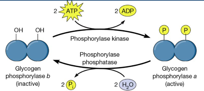 <p><span style="color: rgb(0, 0, 0);"><strong><span>Phosphorylation</span></strong><span> is one of the most common and impactful covalent</span><br><span>modification that affects enzyme activity</span></span></p><p><span style="color: rgb(0, 0, 0);"><span>•</span><strong><span> Phosphorylation</span></strong><span> is the addition of a highly negative phosphate</span><span><br></span><span>groups (PO</span><sub><span>4</span></sub><span>). The presence of this negative charge can have huge</span><span><br></span><span>effects on enzyme activity</span><span><br></span><span>• The addition of phosphates are catalyzed by enzymes called kinases</span><span><br></span><span>and the removal of phosphates are catalyzed by phosphatases</span></span></p>