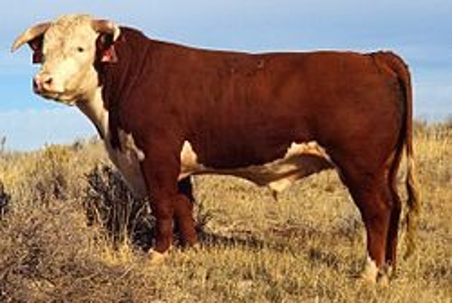 <p>- Beef breed from England ("English" and "maternal" breed)</p><p>- Red with white face and points</p><p>- Moderate size</p><p>- can range from dark red to almost yellow</p><p>- can be horned (distinguished, downward curve) or polled</p><p>- western range cow with moderate milk, breeds easy</p>