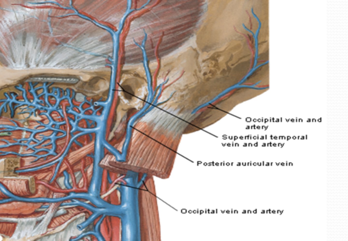 <p>What vein drains the scalp anterior to the auricles?</p>