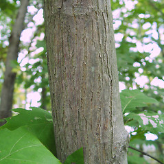 <p>Name this tree (scientific + common name)</p>