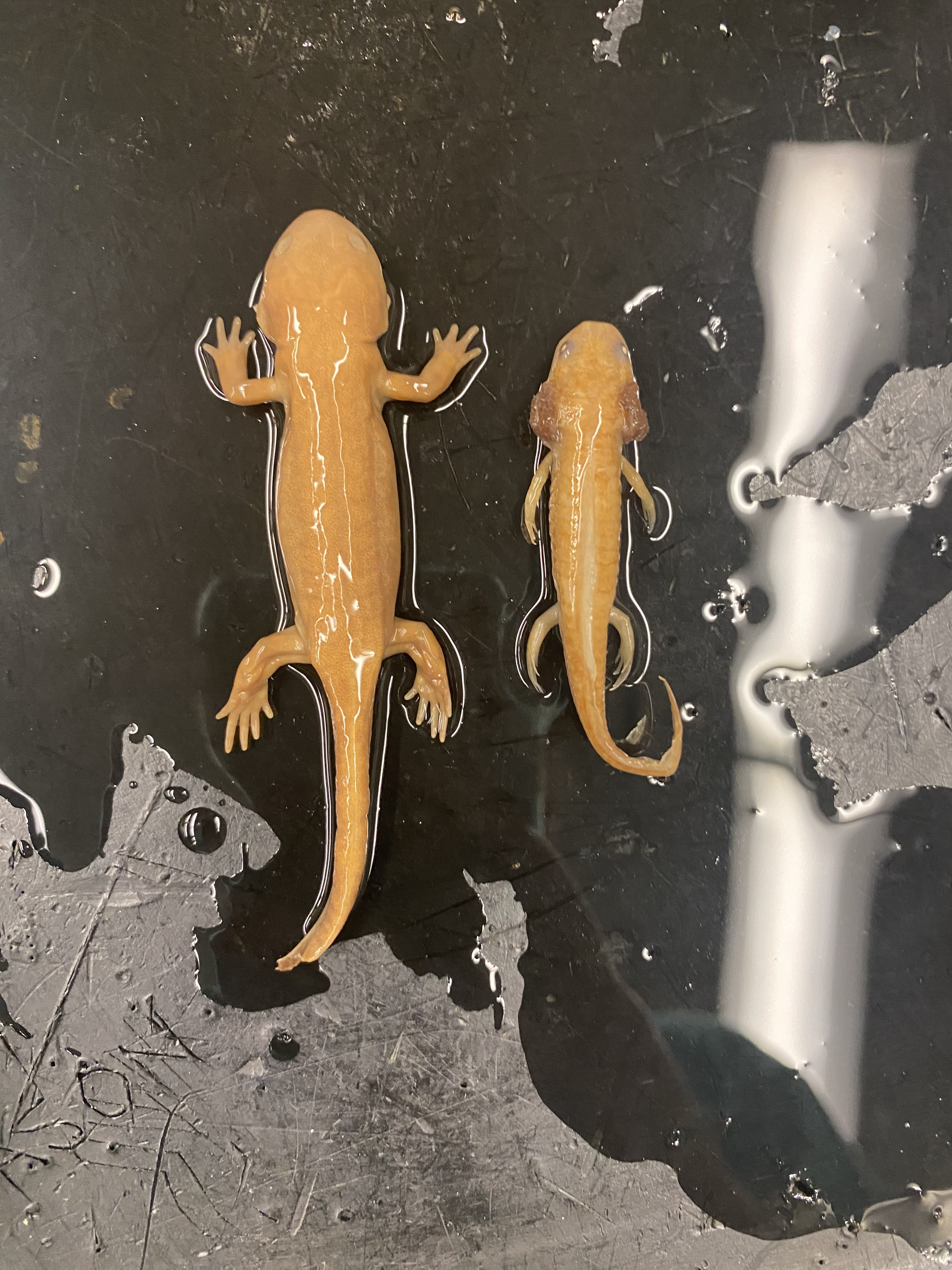 Mole Salamander
