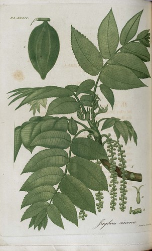 <p>(Juglans cinerea)</p>