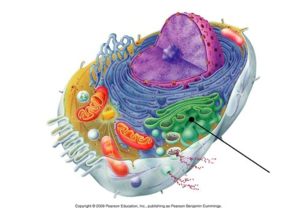<p>stack of membranes in the cell that modifies, sorts, and packages proteins from the endoplasmic reticulum</p>