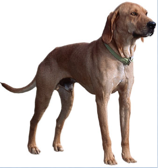 <p>Hound Group</p>