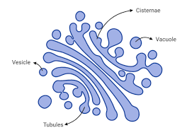 <p>a series of <strong>flattened membranous bags</strong> (often) stacked near the nucleus</p><p><strong>purpose</strong>: to modify protiens and package for secretion (post office)</p><p>at the end of the membranous bag it pinches off to form <strong>vesicles</strong> (cyst, bladder, sac with waste or useful fluids)</p><p>vesicles migrate to the cell membrane and leave through <strong>ex</strong>ocytosis</p>