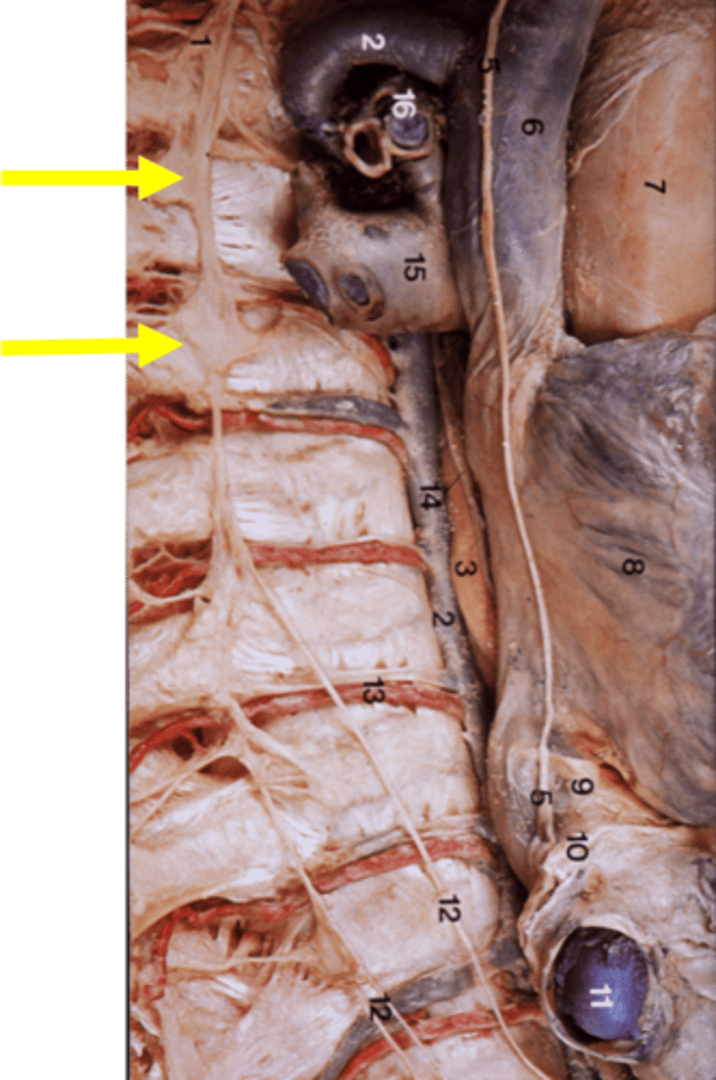<p>Neck: 3</p><p>Thorax: 11/12</p><p>Abdomen: 4/5</p><p>Pelvis: 4/5. </p>