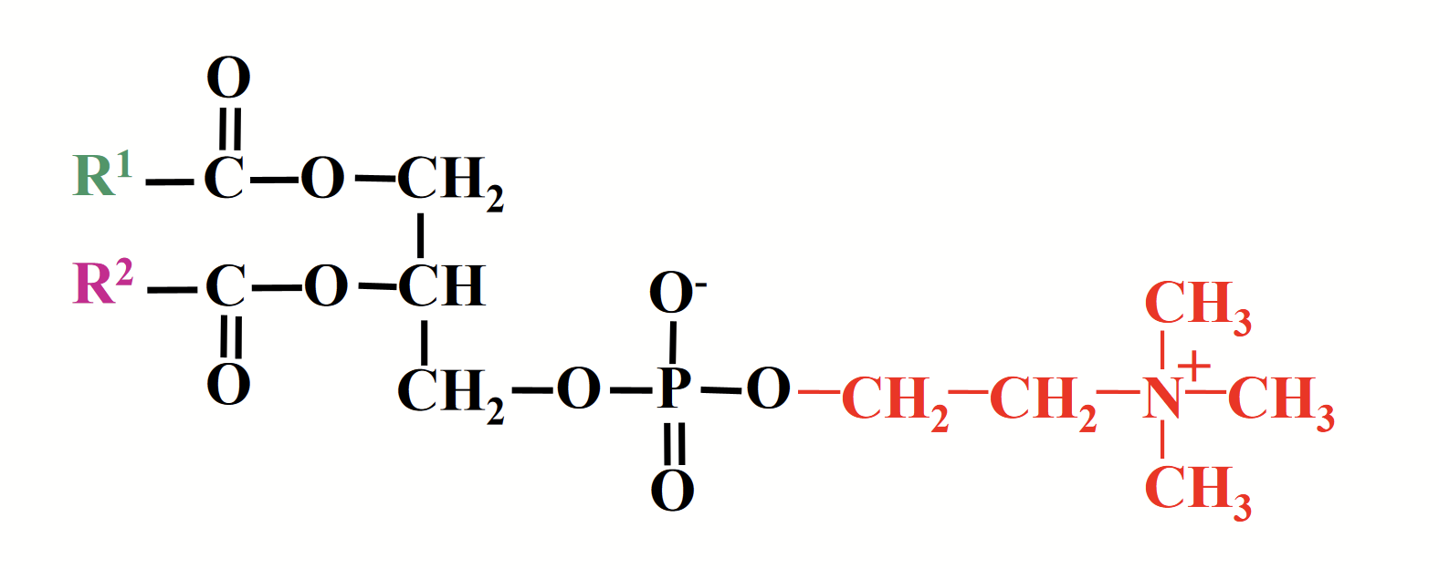 <p>Like all other glycerophospholipids, represents a <strong>class of lipid</strong> rather than a single molecule.</p><p>Different combinations of fatty acids at positions R1 and R2 correspond to different molecules.</p><p>R1 and R2 are ANY fatty acids. Structure can differ!</p>
