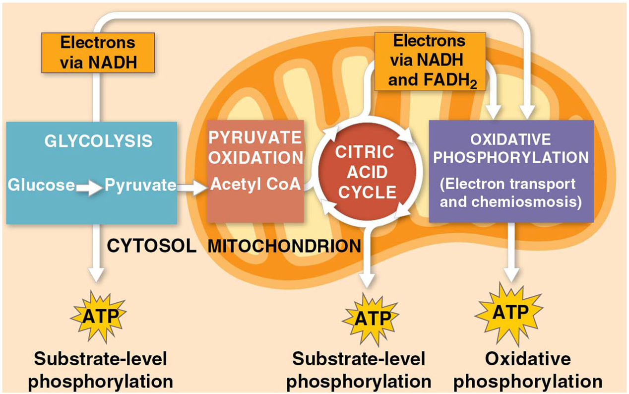 <ul><li><p>Harvesting energy from glucose by cellular respiration has three stages</p><ol><li><p><strong>Glycolysis</strong> breaks down glucose into two molecules of pyruvate</p></li><li><p><strong>Pyruvate oxidation </strong>and the <strong>citric acid cycle</strong> complete the breakdown of glucose to CO2</p></li><li><p>During <strong>oxidative phosphorylation</strong> the electron transfer chain and chemiosmosis facilitate the synthesis of most of the cell’s ATP</p></li></ol></li></ul><p></p>