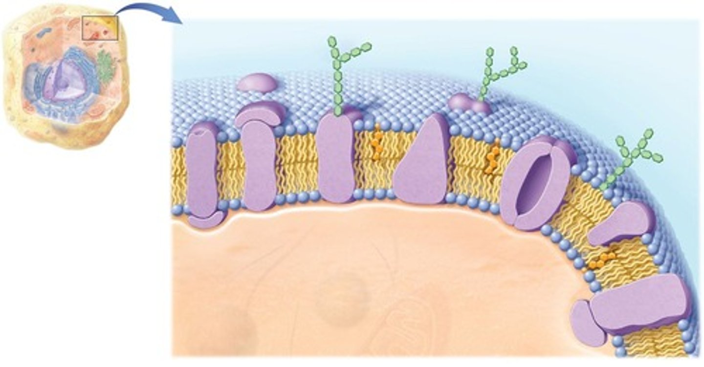 <p>The membrane that surrounds and protects the cell, controlling the movement of substances in and out.</p>