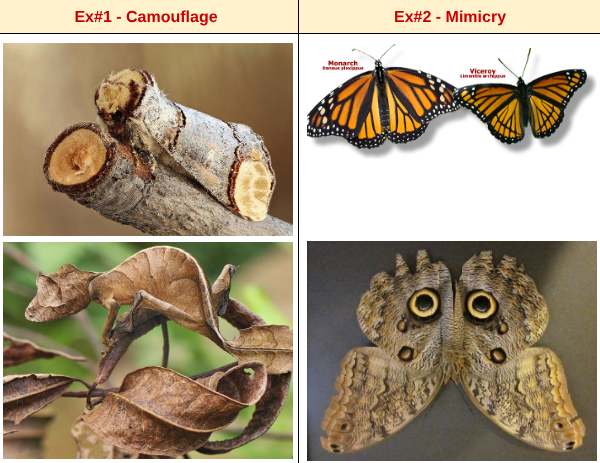 <ol><li><p><strong>camouflage</strong>: allows organims to survive and reproduce <span style="color: red">(ex. chameleon)</span></p></li><li><p><strong>mimicry</strong>: a structural adaptation in which a harmless species resembles a dangerous species in coloration or shape <span style="color: red">(ex. vicerays &amp; monarchs)</span></p></li></ol><p></p>