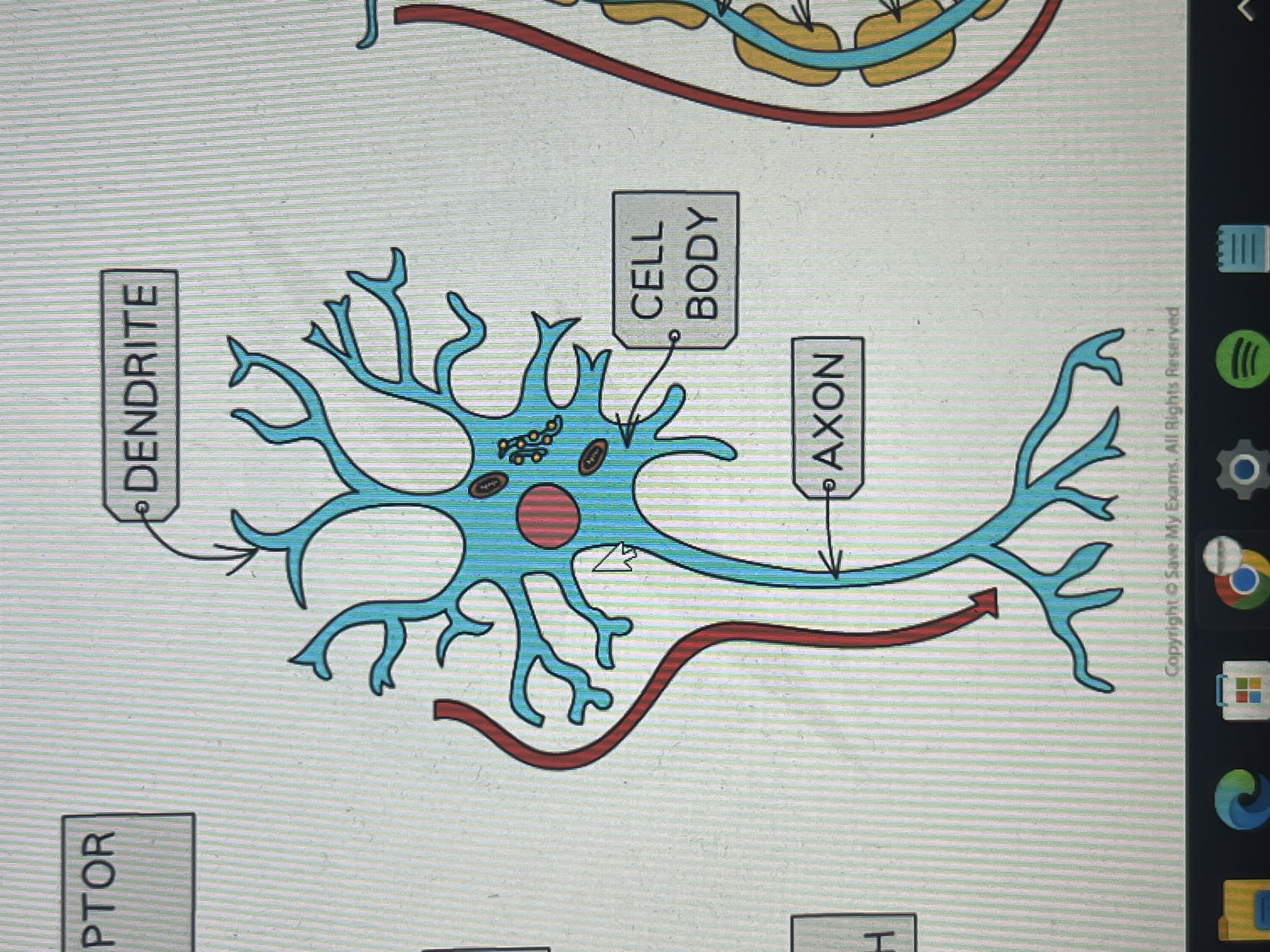 <ol><li><p>short </p></li><li><p>have a small cell body at one end with many dendrites </p></li></ol><p></p>