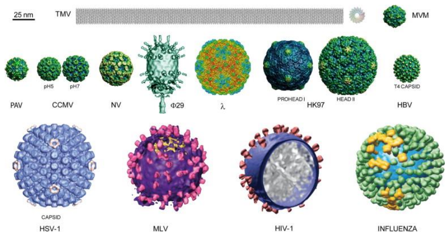 <p>very intricate quaternary structures</p>
