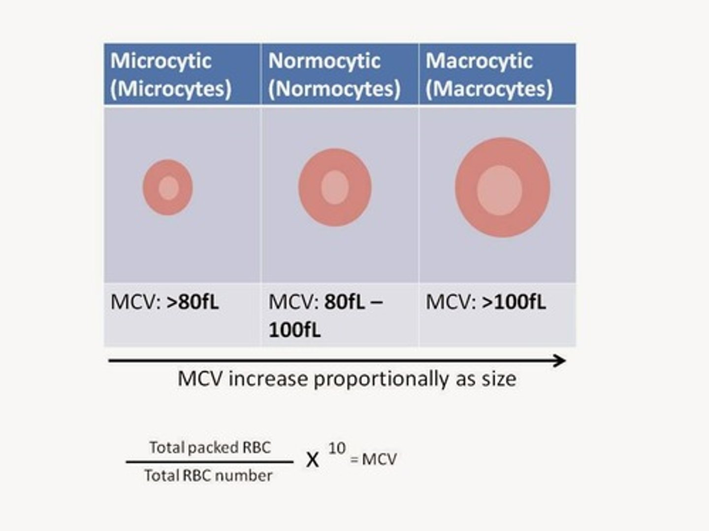 <p>The average volume and size of individual red blood cells</p>