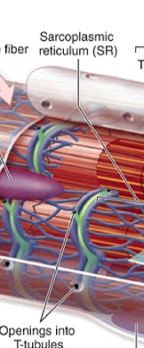 <p>Location and function of the sarcoplasmic reticulum?</p>