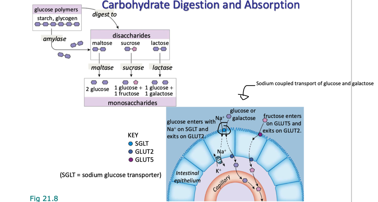 <p>starches and disaccharides are broken down and how the resulting monosaccharides are absorbed by intestinal epithelial cells</p><p></p><p>Digestion:</p><ul><li><p>glucose polymers (eg. starch, glycogen) broken down by amylase (from pancreas and saliva</p></li><li><p>amylase converts them into disaccharides (maltose, sucrose, lactose)</p></li><li><p>disaccharides are broken down by its specific brush border enzyme (ie lactase, maltase, sucrase) into monosaccharides</p></li></ul><p></p><p>Absorption: </p><ul><li><p>Glucose and Galactose</p><ul><li><p>work like in kidneys</p><ul><li><p>enter apical mem of epithelial cells in small intest via SGLT (sodium glucose transporter) using Na+ cotransport </p></li><li><p>exit basalateral mem into bloodstream via GLUT2 (facilitated diffusion)</p></li></ul></li></ul></li></ul><p></p><ul><li><p>Fructose</p><ul><li><p>enters apical mem via GLUT5 (facilitated diffusion) </p></li><li><p>exits via GLUT2 just like (glucose and galactose)</p></li></ul></li></ul><p></p>
