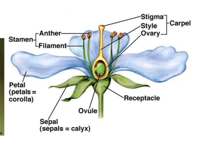 <p>Female Parts (Carpel) made of stigma, style, and ovary containing ovule</p><p>Male Parts (Stamen) made of anther containing pollen grains, filament</p>