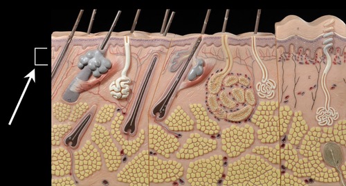 <p>The thin top (uppermost) layer of the dermis; areolar connective tissue</p>