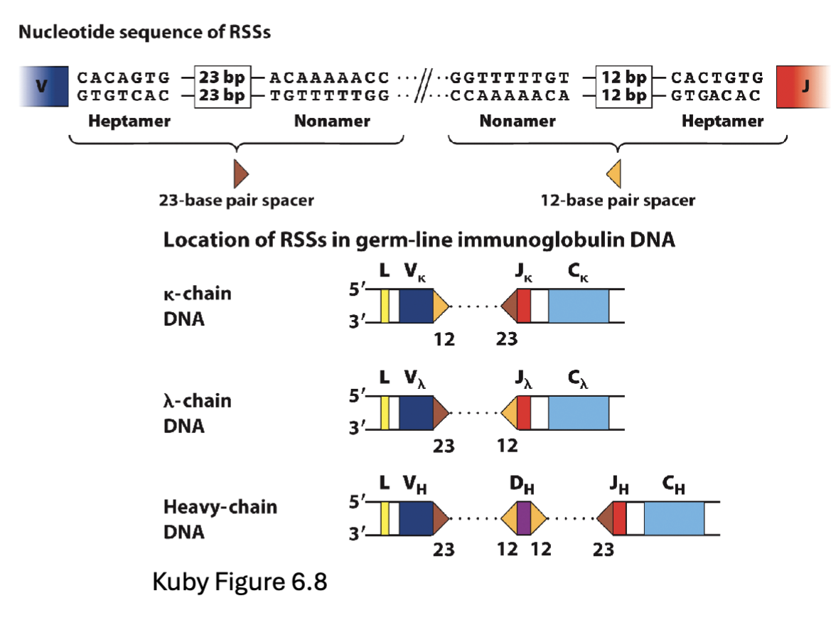 <ul><li><p><span>Recombination signal sequences (</span><strong><span>RSS</span></strong><span>) flanking the gene segments have different </span><strong><span>spacer</span></strong><span> sequences between the N and H sequences – 12 or 23 base pairs (</span><strong><span>12/23 rule)</span></strong></p></li><li><p><span>Recombination only occurs between segments that have different spacers</span></p></li><li><p><span>Cannot recombine with genes lacking an RSS</span></p></li></ul><p>(this is how the regulation of the junctions is done)</p><p>Spacer: between N and H there is a spacer sequence (12 or 23bp) added into gene segment and can rearrange between signal sequences that are different need a 12 and 23</p><p>23’s can’t join together</p><p>if gene segment lacks spacer can’t recombine</p>