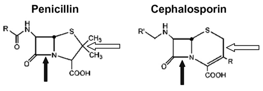 4-member core β-lactam ring + a side ring

* Penicillins have a 5 member side ring
* Cephalosporins have a 6 member side ring