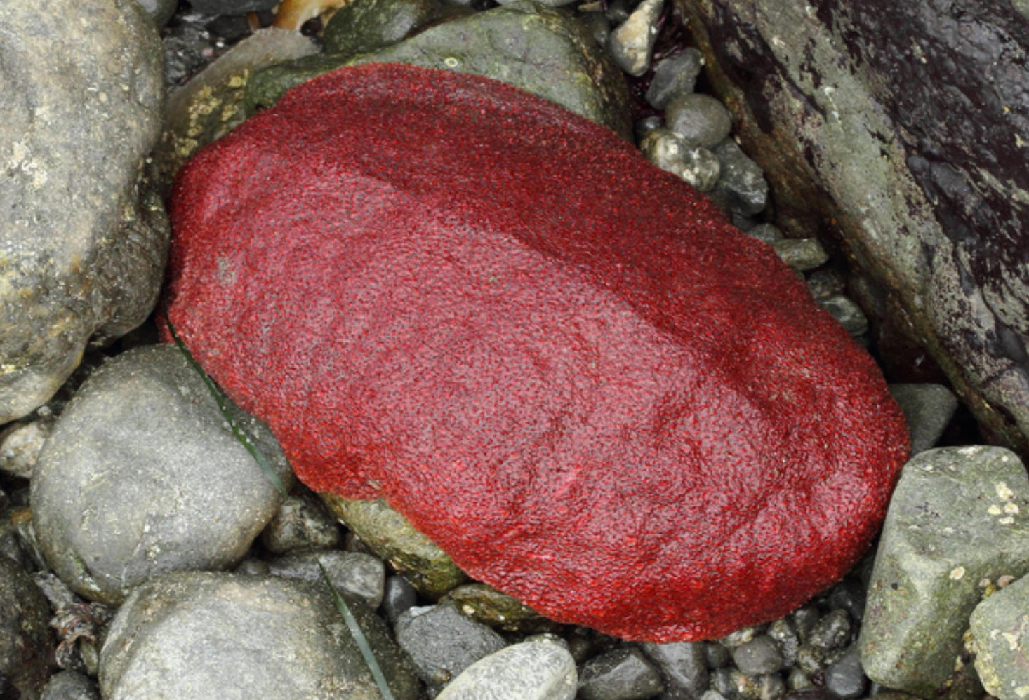 <p>Giant Pacific Chiton</p>