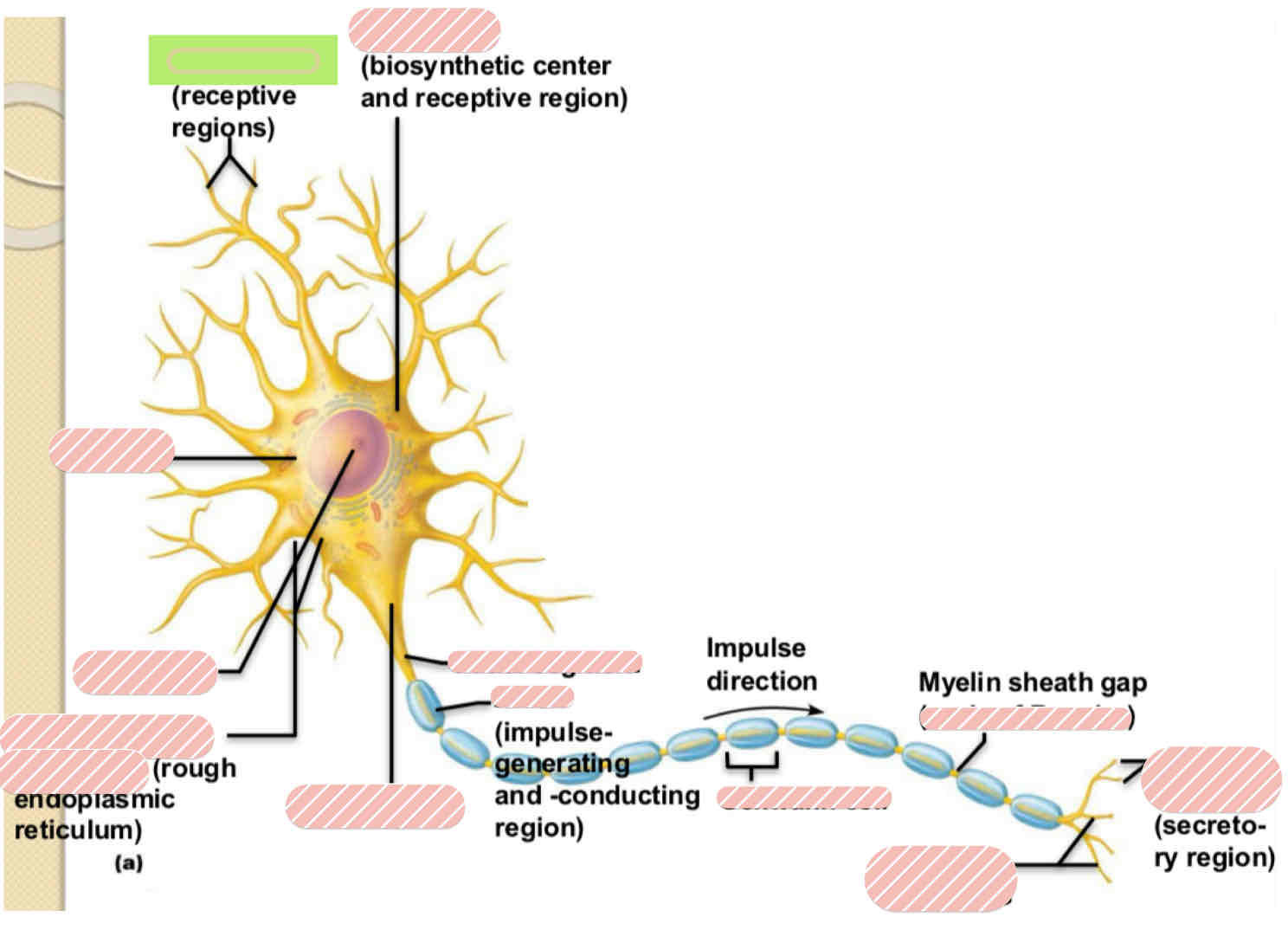 <p>Typical Motor Neuron</p>